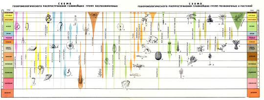 Схема геохронологического распространения главнейших групп беспозвоночных, позвоночных и растений