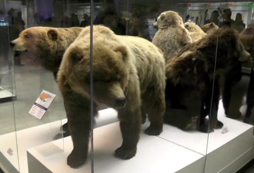 Зоогеография